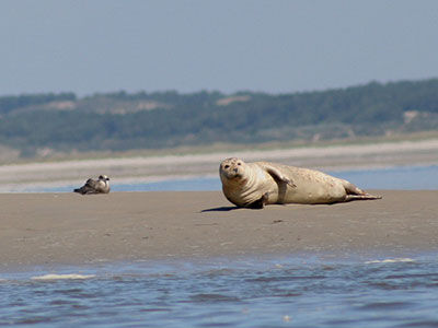 A la découverte des phoques de la Baie de Somme - École Supérieure de Commerce d'Amiens